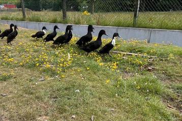 Smaragd eenden, Plusieurs animaux, Canard