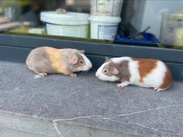 Jonge cavias, Dieren en Toebehoren, Knaagdieren, Cavia, Tam