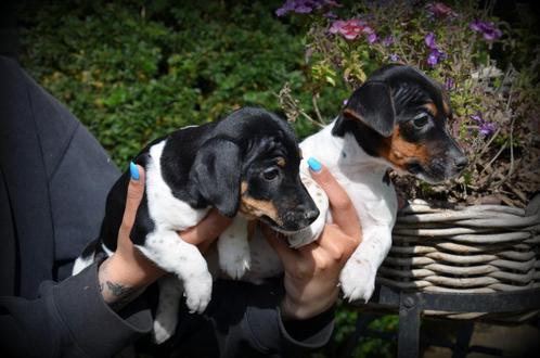 Jack Russell pups tricolor, Dieren en Toebehoren, Honden | Jack Russells en Terriërs, Meerdere dieren, Jack Russell Terriër, Fokker | Professioneel
