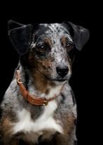 Jackrussel dekreu, België, Fokker | Hobbymatig, Jack Russell Terriër, Reu