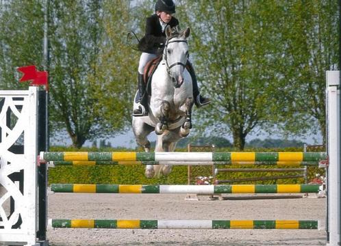 Pony D, merrie, springt 110 cm op parcours, Dieren en Toebehoren, Pony's, Merrie, ZZ, D pony (1.37m tot 1.48m), Springpony, 11 jaar of ouder