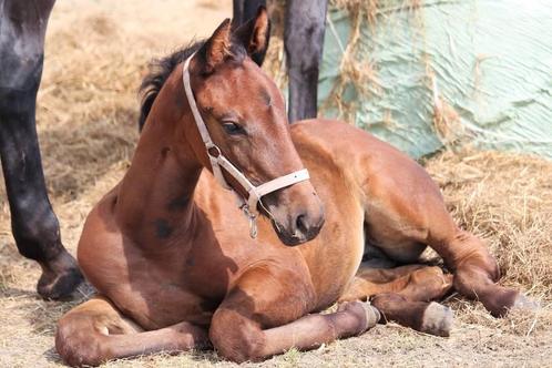 3- jarige merrie, Dieren en Toebehoren, Paarden, Merrie, Recreatiepaard