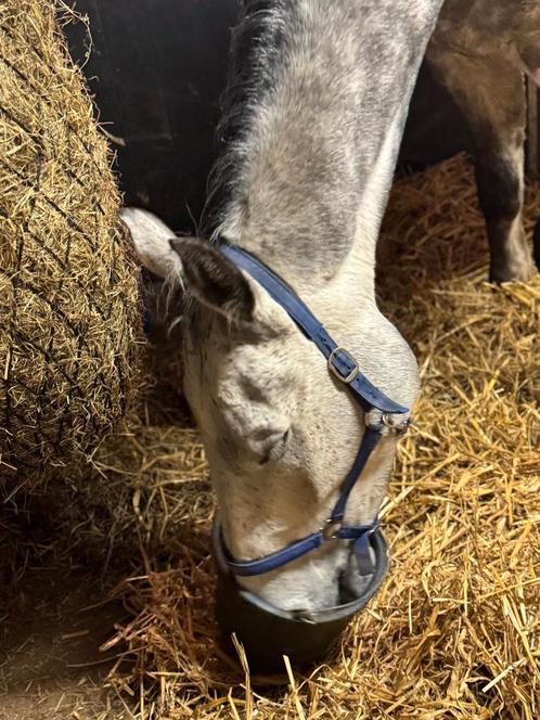 Paardenstal te huur, Dieren en Toebehoren, Stalling en Weidegang