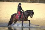 Hele lieve pre andalusier ruin, Dieren en Toebehoren, Paarden, Gechipt, Ruin, 3 tot 6 jaar, L