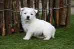 Superbes chiots West Highland White Terrier (Westie), Autres races, Plusieurs, Hépatite contagieuse (maladie de Rubarth), Belgique
