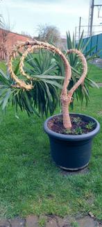 Grote yucca kamerplant, Tuin en Terras, Ophalen