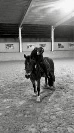 Verzorgpony/paard gezocht, Débourré, 160 à 165 cm, 7 à 10 ans, Cheval de récréation