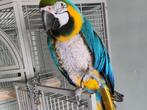 ❤️❤️❤️   BLAUWGELE  ARA  IS  EEN  POP  8 JAAR  OUD, Dieren en Toebehoren, Vogels | Parkieten en Papegaaien, Vrouwelijk, Papegaai