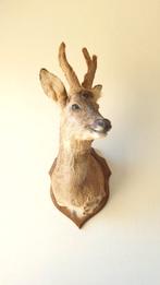 Taxidermie Opgezette Reeënkop met bastgewei, Ophalen of Verzenden, Gebruikt, Hert, Gewei of Kop
