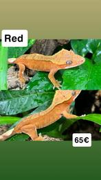 Wimpergecko
