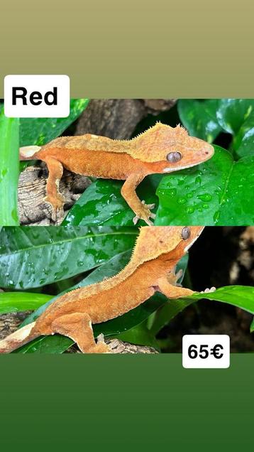 Wimpergecko beschikbaar voor biedingen