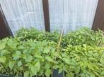 Pepers paprika planten, Jardin & Terrasse, Plantes | Jardin, Enlèvement ou Envoi