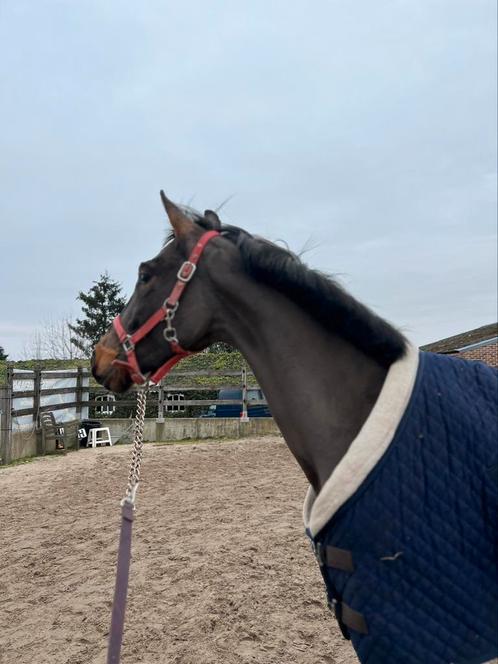 Paard te koop, Dieren en Toebehoren, Overige Dieren