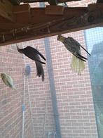 2 valkparkieten geboren in september., Dieren en Toebehoren, Vogels | Parkieten en Papegaaien