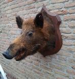 Opgezette kop zwijn taxidermie jacht veluwe schedel hert, Verzamelen, Dierenverzamelingen, Ophalen, Wild dier, Gewei of Kop