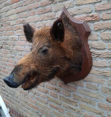 Opgezette kop zwijn taxidermie jacht veluwe schedel hert  beschikbaar voor biedingen