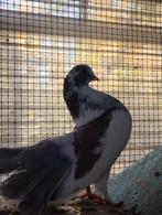 Pauwstaart, Dieren en Toebehoren