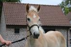 Prachtige haflinger hengstveulentjes te koop!, Dieren en Toebehoren, Paarden, Minder dan 160 cm, 0 tot 2 jaar, Hengst, Onbeleerd