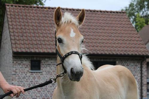 Prachtige haflinger hengstveulentjes te koop!, Dieren en Toebehoren, Paarden, Hengst, Onbeleerd, Minder dan 160 cm, 0 tot 2 jaar