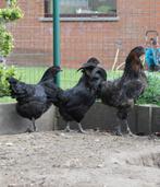 Trio Brugse Vechter kippen, Dieren en Toebehoren, Pluimvee, Meerdere dieren, Kip