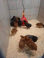 sierkippen, Dieren en Toebehoren, Meerdere dieren, Kip