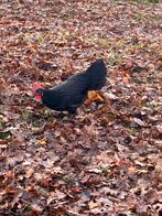 Hennen - Legkippen, Dieren en Toebehoren, Pluimvee, Meerdere dieren, Kip