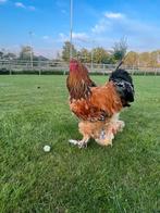 Jonge brahma haan, Dieren en Toebehoren, Pluimvee, Mannelijk, Kip