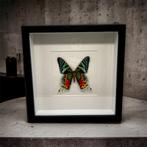 Chysiridia Rhipheus - echte vlinder in kader, Nieuw, Opgezet dier, Ophalen of Verzenden, Insect