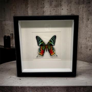 Chysiridia Rhipheus - vrai papillon dans le cadre