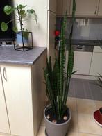 Kamer plant Senseveria, Huis en Inrichting, Kamerplanten, Bloeiende kamerplant, Ophalen, Halfschaduw, 150 tot 200 cm