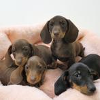 Teckel à poil court - chiots Belges à vendre, Commerçant, Poils courts, 8 à 15 semaines, Plusieurs