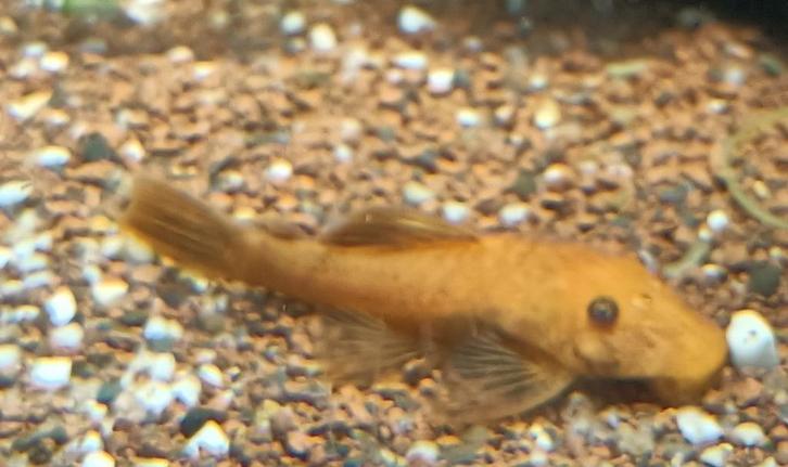 Ancistrus L 144 Super Red Long Fin, Dieren en Toebehoren, Vissen | Aquariumvissen, Zoetwatervis, Vis