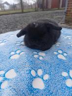 100%minilop lapin male, Petit
