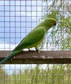 Belle perruche robuste à collier vert 2022, Animaux & Accessoires, Oiseaux | Perruches & Perroquets, Bagué