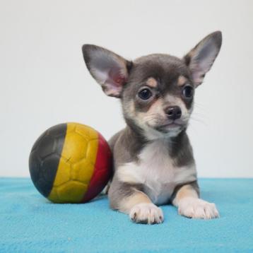 Chihuahua - chiots belges à vendre (poil court et poil long)