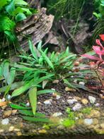Aquariumplant Crypocoryne groen, Ophalen, Zo goed als nieuw, Plant(en), Steen of Hout