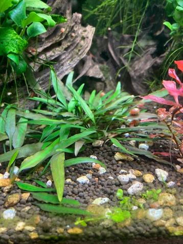 Aquariumplant Crypocoryne groen beschikbaar voor biedingen