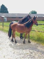 2,5 jarige merrie fries x haflinger, Animaux & Accessoires, Poneys, Poney de récréation, Avec puce électronique, Ne s'applique pas