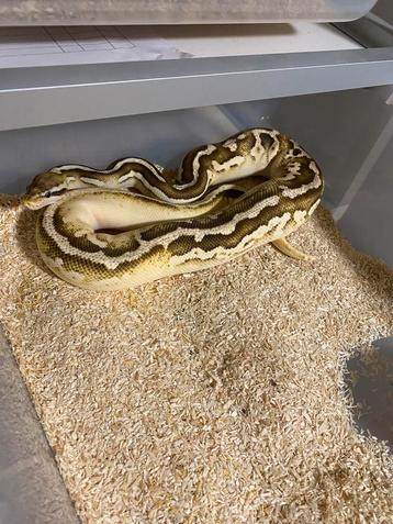 1.0 pastel Leopard Mojave dg 50% het piebald beschikbaar voor biedingen