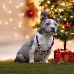 American bully pup (laatste teefje), België, Overige rassen, 8 tot 15 weken, Eén hond