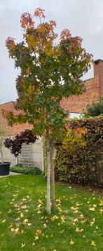 Boom - Amerikaanse eik, Ophalen, 250 tot 400 cm