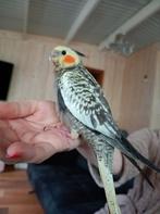 Handtamme valkparkiet, Dieren en Toebehoren, Vogels | Parkieten en Papegaaien