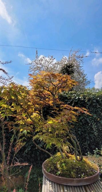 Acer bonsai groep beschikbaar voor biedingen