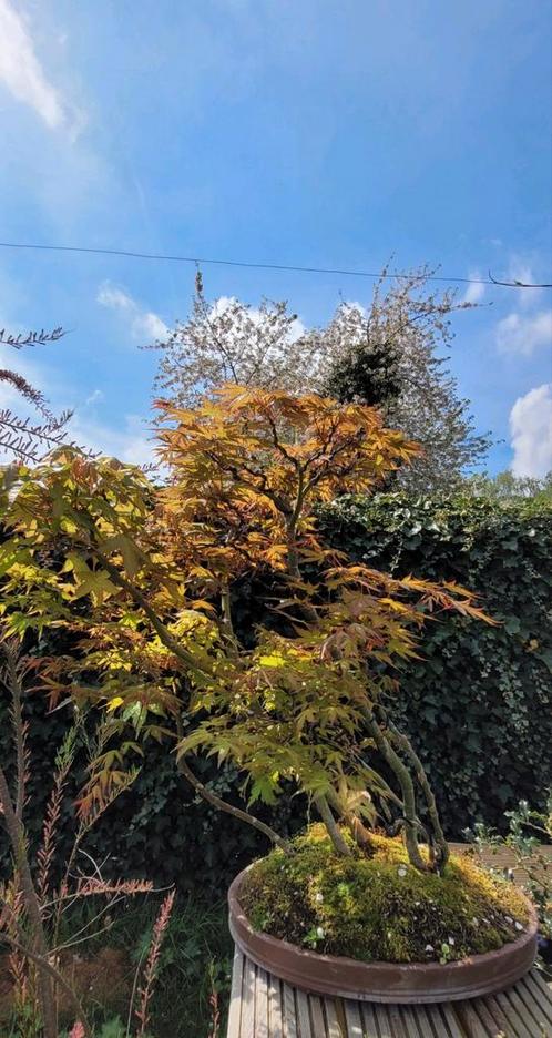 Acer bonsai groep, Tuin en Terras, Planten | Bomen, Ophalen