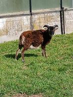 Soya ram van 3a4 maand, Dieren en Toebehoren, Schapen, Geiten en Varkens