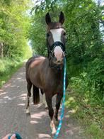 Halve stal, Dieren en Toebehoren, Merrie