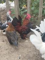 Serama haantjes, Dieren en Toebehoren, Mannelijk, Kip