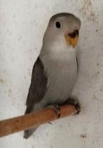 Jonge Rosseicollie, Dieren en Toebehoren, Vogels | Parkieten en Papegaaien, Tam