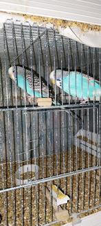 Grasparkiet blauw split backface, Dieren en Toebehoren, Vogels | Parkieten en Papegaaien