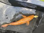 Vissen Koi en goudkarpers, Dieren en Toebehoren, Vissen | Vijvervissen, Karper of Koi